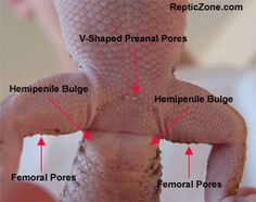 How to sex a leopard gecko Nude Photos 84 How to sex a leopard gecko Nude Photos 67